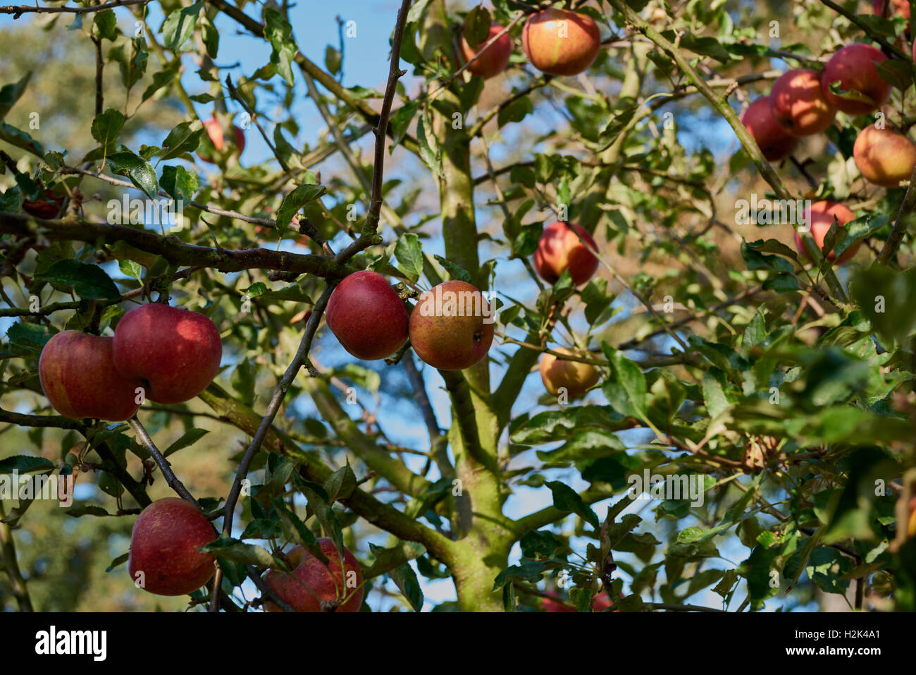 Ripe, beautiful apples on the branches of apple trees Stock Photo - Alamy