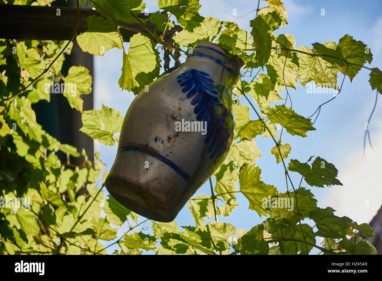 Wine Jug hanging between grapevines Stock Photo Alamy