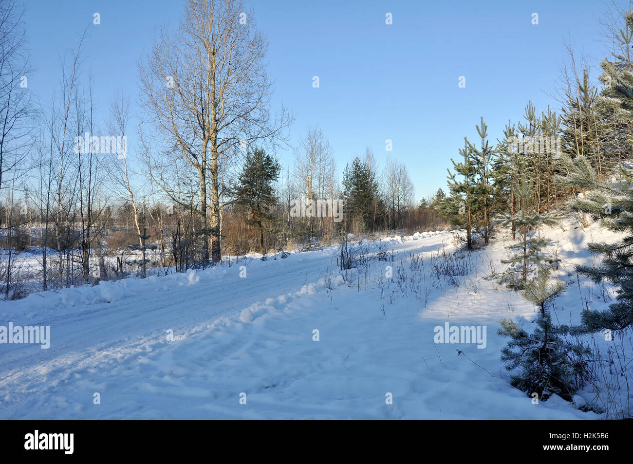 Winter road in the forest Stock Photo - Alamy