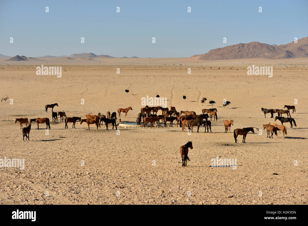 Desert Horses, Namib desert horses (Equus ferus) at the waterhole of Garub, near Aus, Karas Region, Namibia Stock Photo