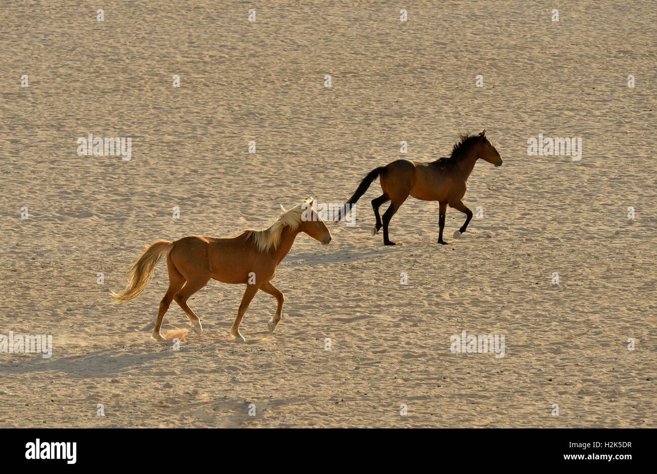 Desert Horses, Namib desert horses (Equus ferus) running through the desert, near the waterhole of Garub, near Aus, Karas Region Stock Photo