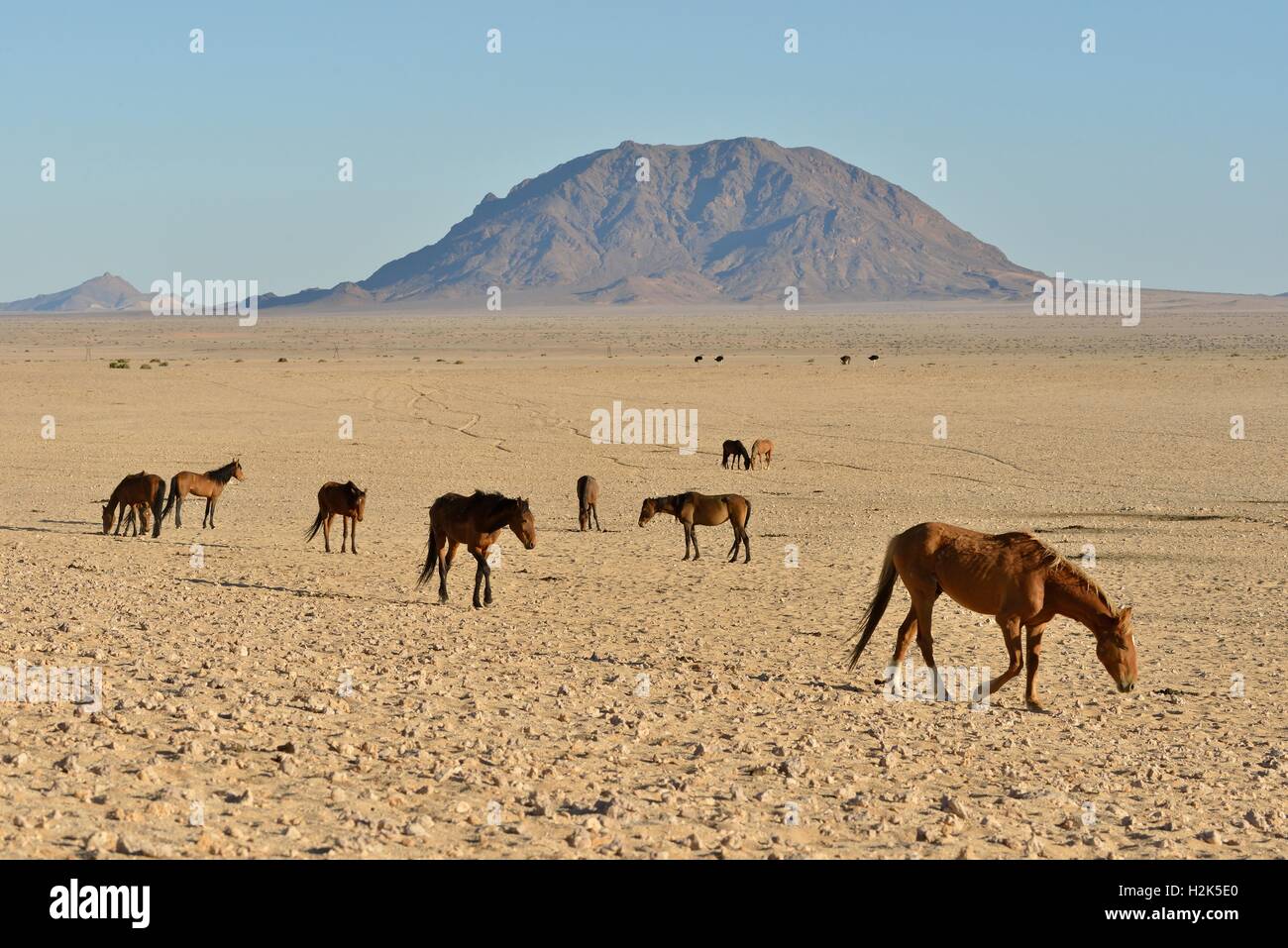 Desert Horses, Namib desert horses (Equus ferus) in the desert, herd near the waterhole of Garub, near Aus, Karas Region Stock Photo