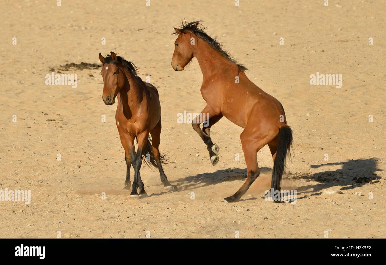 Fighting desert horses, Namib desert horses or Namibs (Equus ferus) near the waterhole of Garub, near Aus, Karas Region, Namibia Stock Photo
