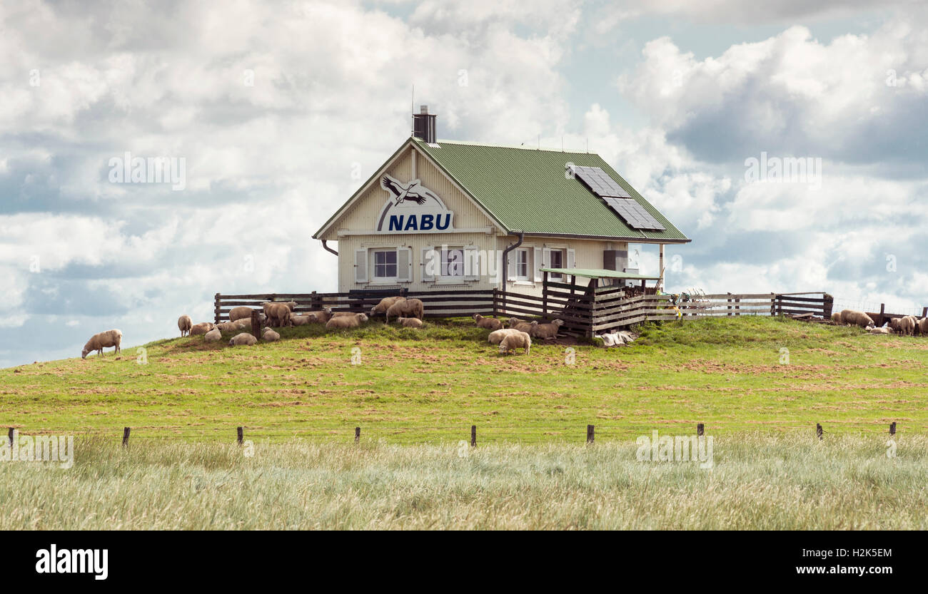 House of the German Society for Nature Conservation, NABU, embankment foreland Hamburger Hallig, nature reserve Stock Photo