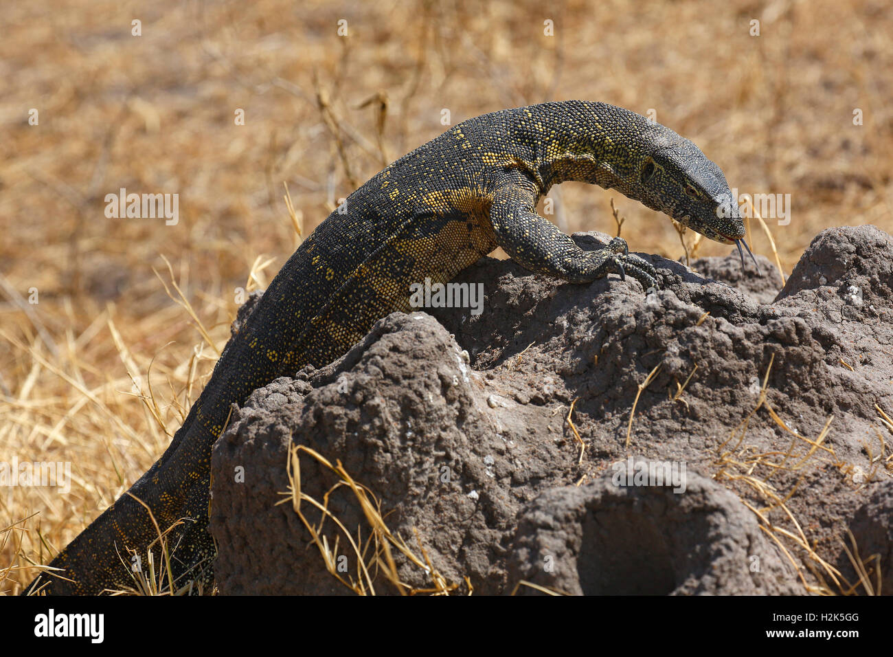 Nile monitor (Varanus niloticus), lizard, foraging, termite mound, Serengeti National Park, Tanzania Stock Photo