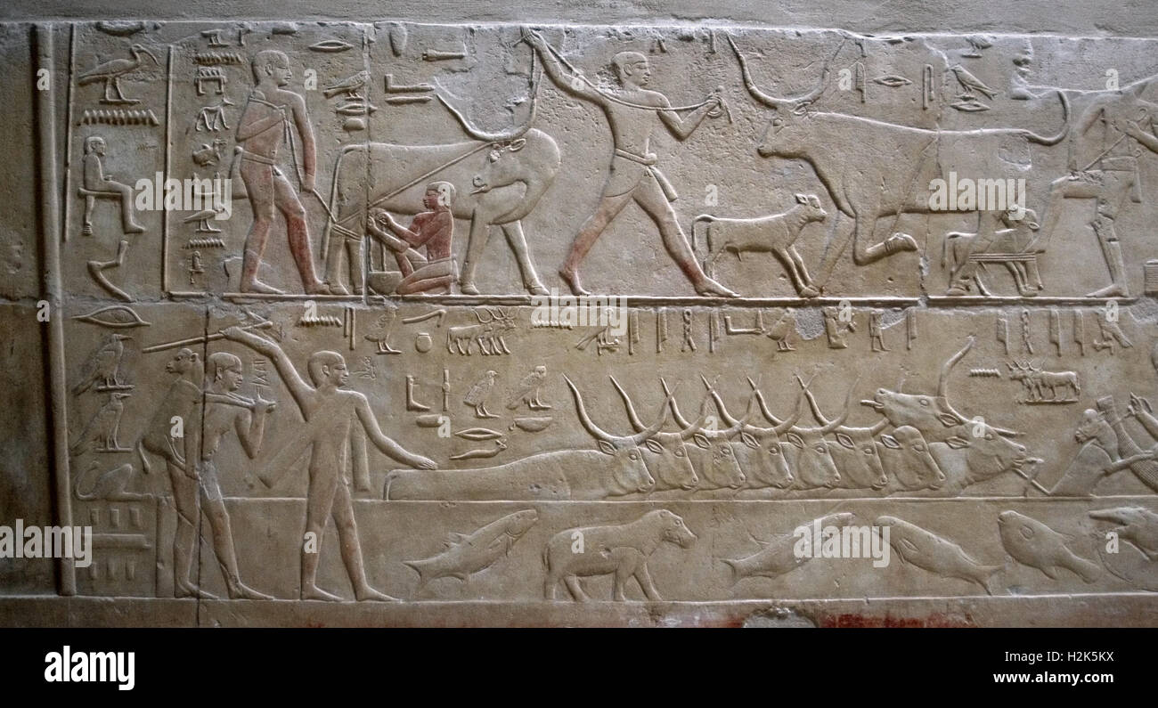 Egypt. Necropolis of Saqqara. Mastaba of Kagemni (2350 BC). Chief Justice and vizier of the Pharaoh Teti. Polychrome relief depicting the cattle raising. Milking a cow and  herders moving cattle across the water. 6th Dynasty. Old Kingdom. Stock Photo