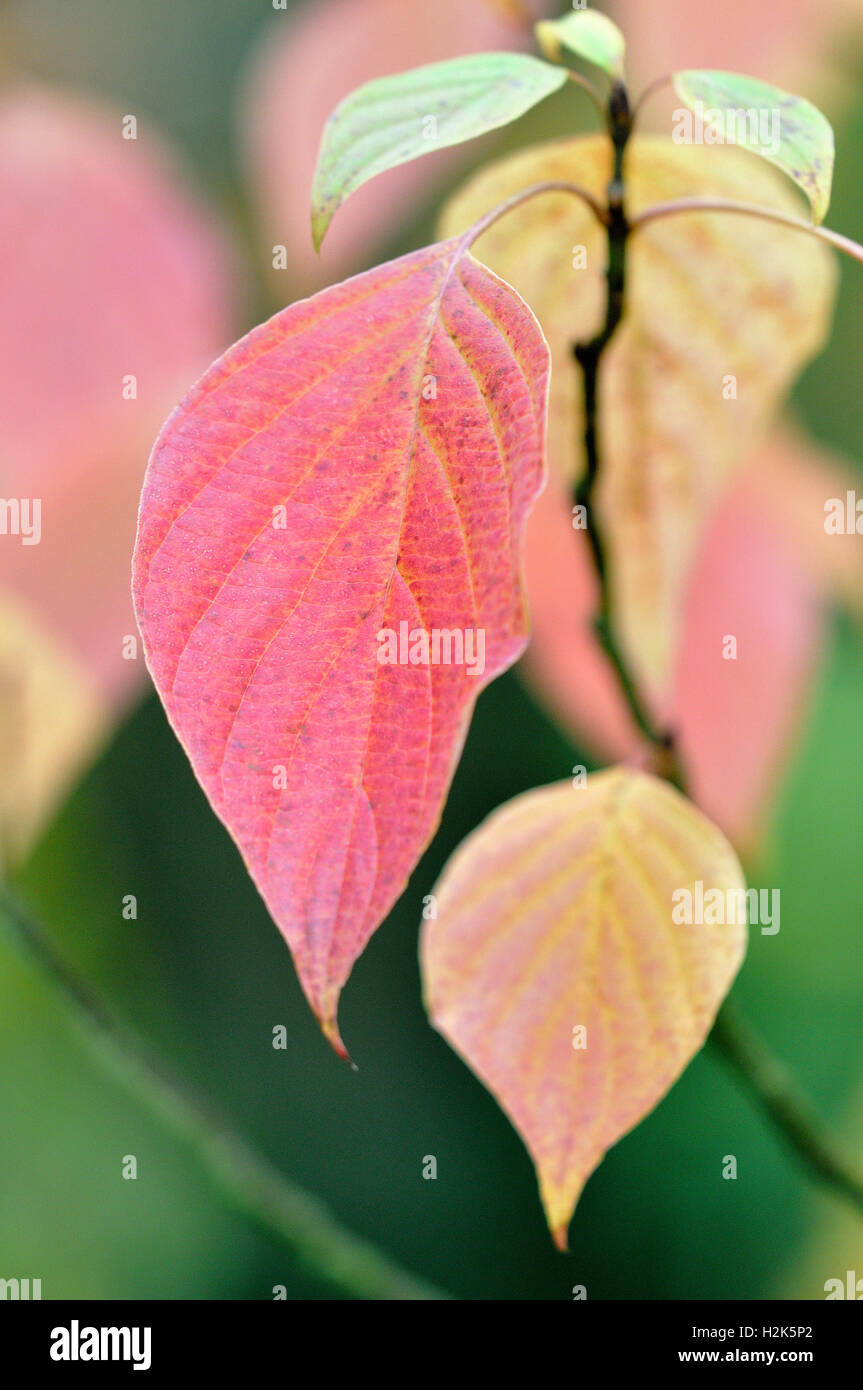 Green osier (Cornus alternifolia), autumn colored leaves, North Rhine