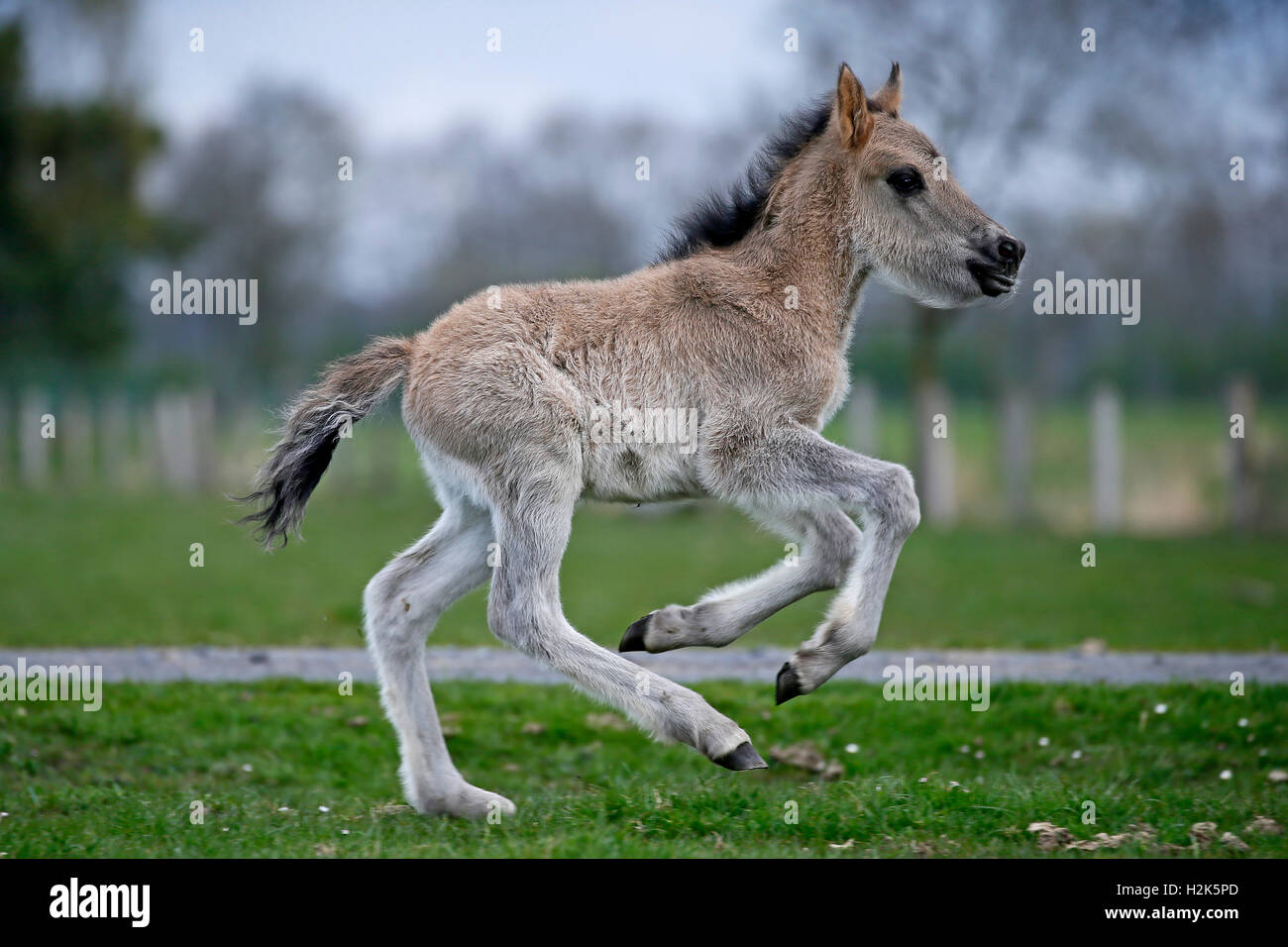 Dülmen pony, colt, running, Dulmen, North Rhine-Westphalia, Germany Stock Photo