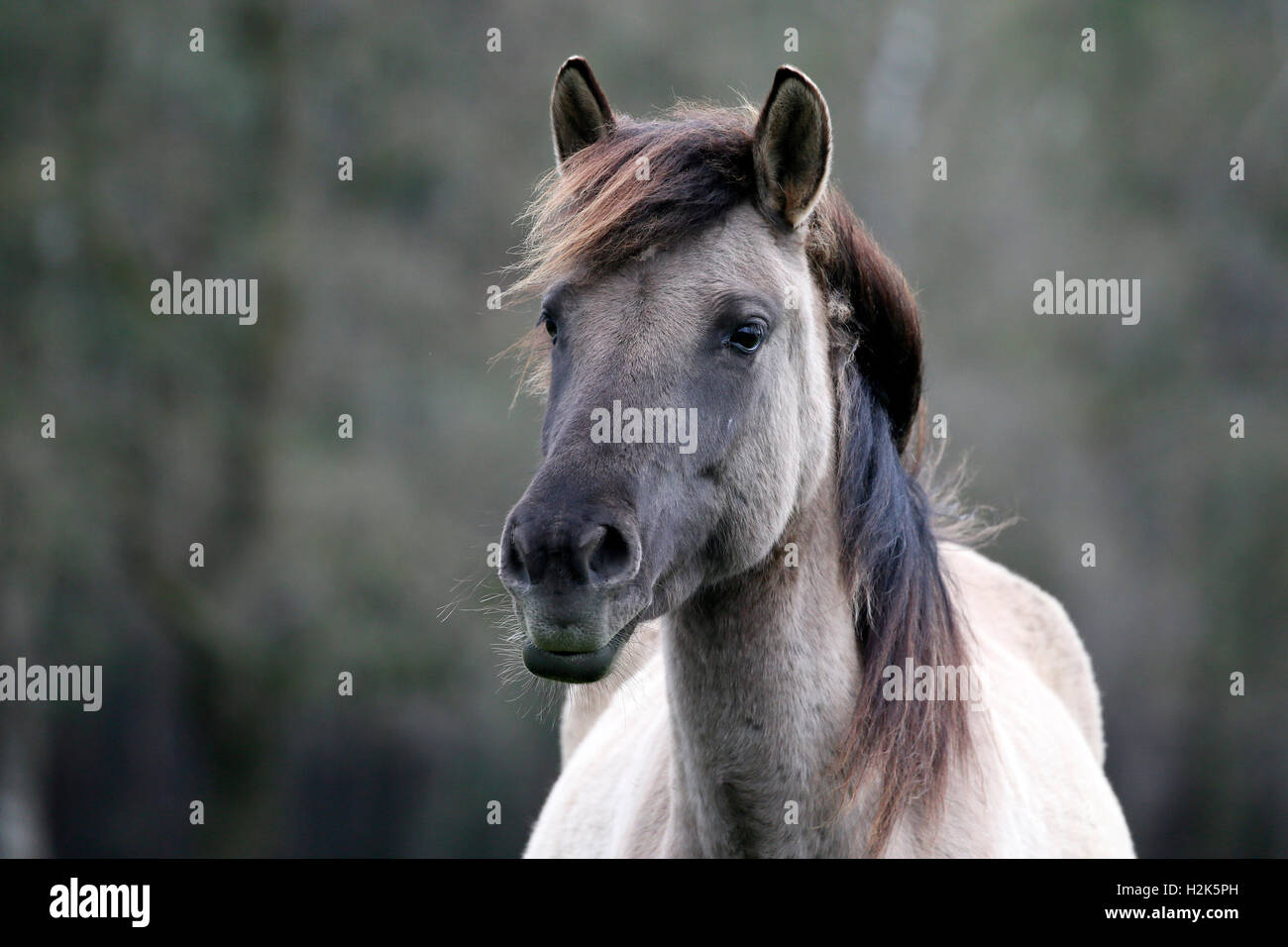 Dülmen pony, Dulmen, North RhineWestphalia, Germany Stock Photo Alamy