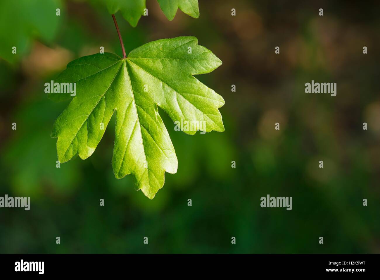 Young leaf from the field maple (Acer campestre), Lower Saxony, Germany Stock Photo