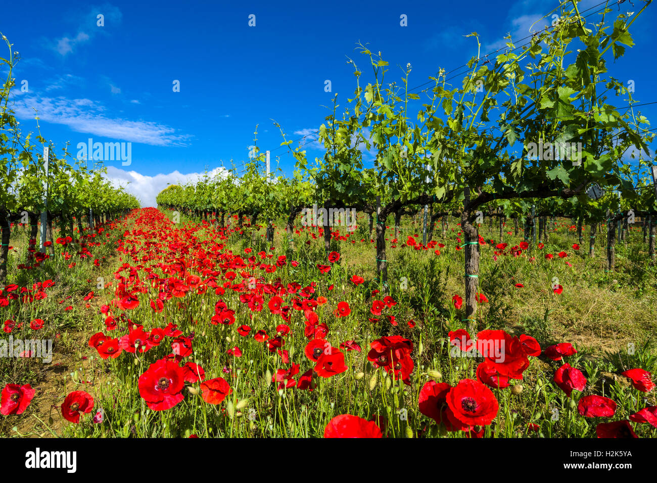 Typical green Tuscan landscape in Val d’Orcia with wineyards, poppies and a blue cloudy sky, Ascianello, Tuscany, Italy Stock Photo