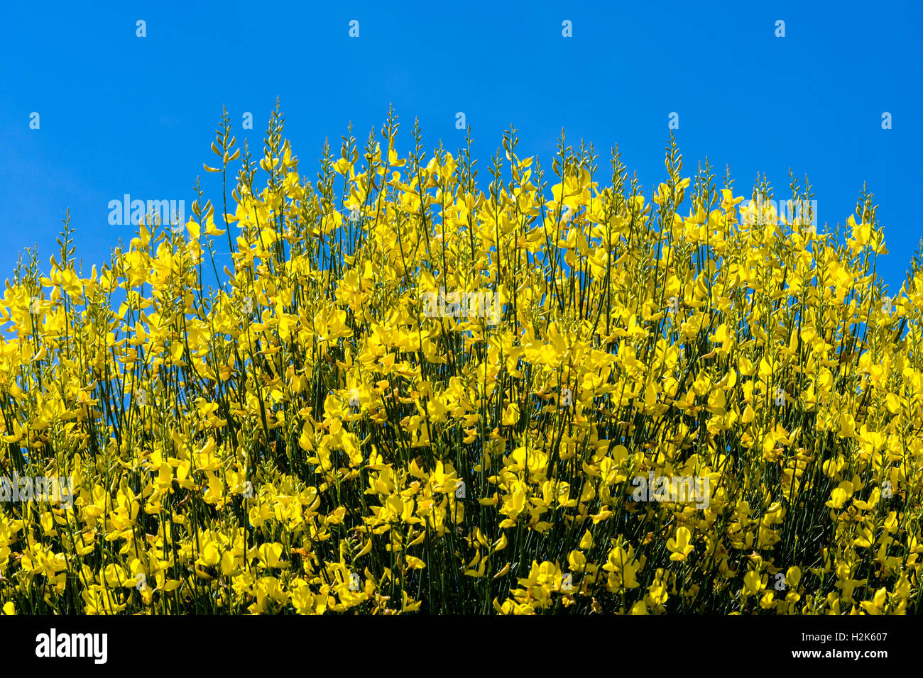 Yellow broom hires stock photography and images Alamy