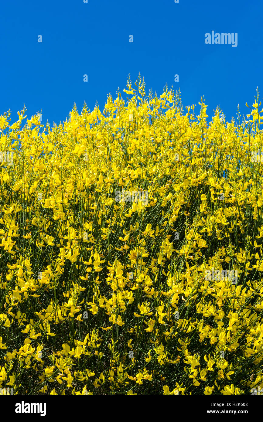 Yellow broom hires stock photography and images Alamy