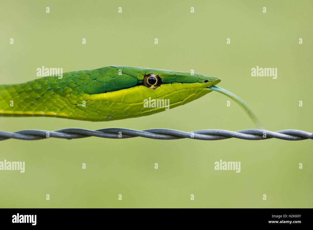 Green Vine Snake (Oxybelis fulgidus), Corozal district, Belize Stock Photo