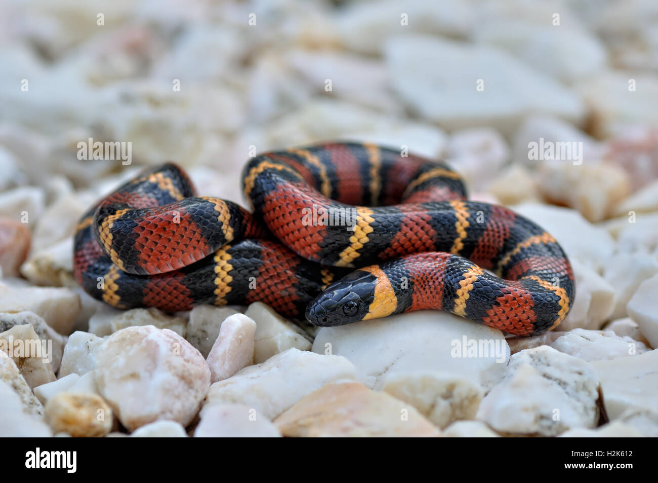Tropical Kingsnake, Milk Snake (Lampropeltis triangulum), non venomous, Corozal district, Belize Stock Photo