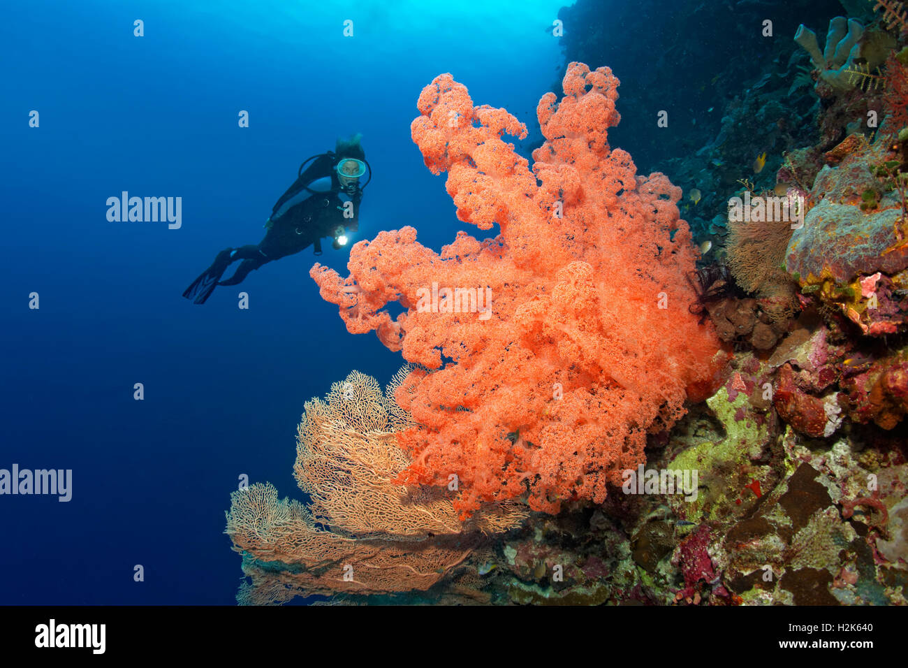 Divers looking at huge Soft Coral (Dendronepthya sp.) at reef drop, Wakatobi Island, Tukangbesi Archipelago Stock Photo
