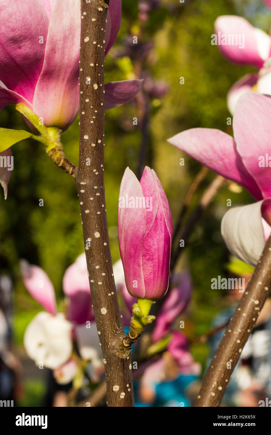 Bud pink Magnolia a Soulangeana Stock Photo - Alamy