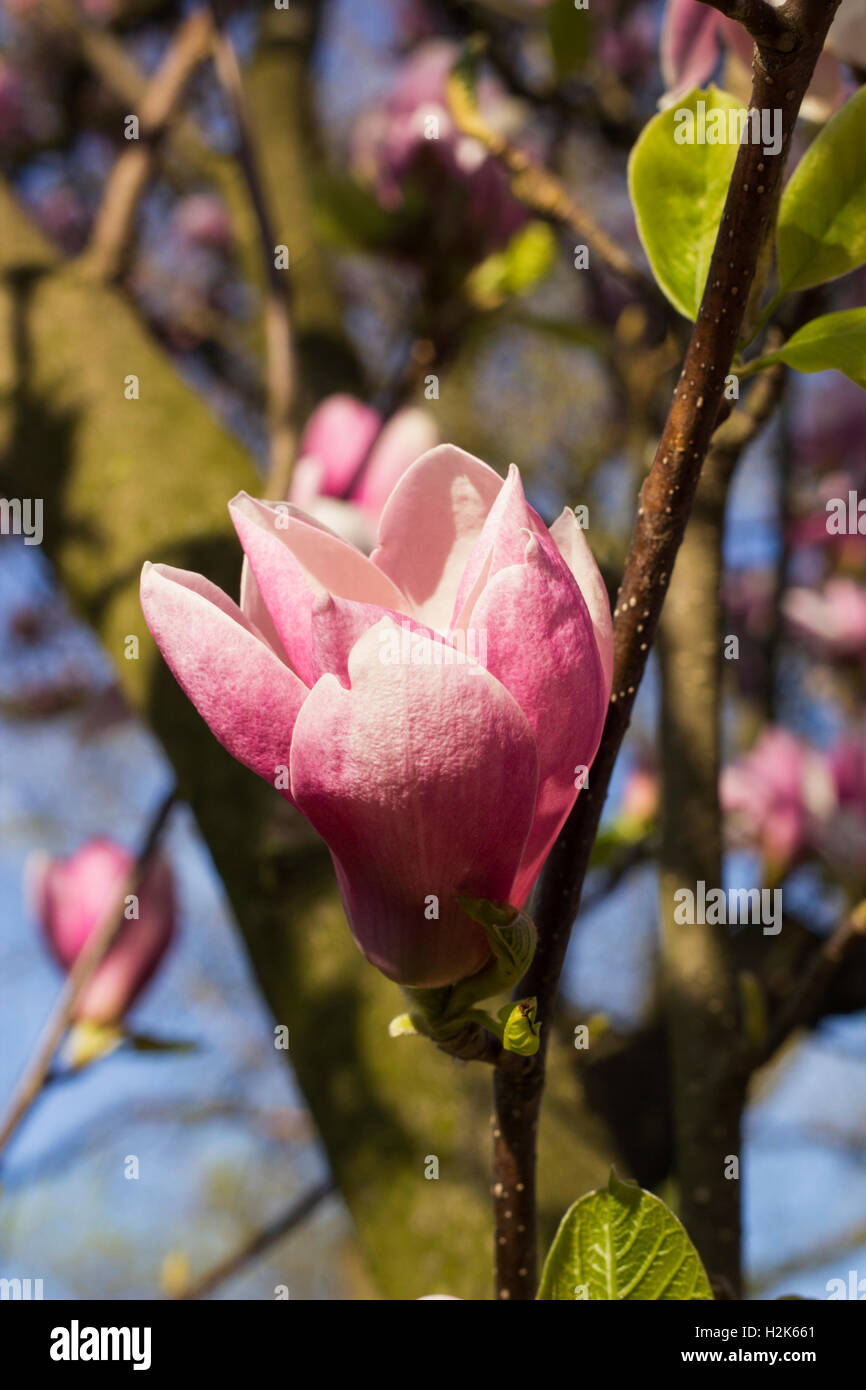 Bud pink Magnolia a Soulangeana, spring day Stock Photo - Alamy