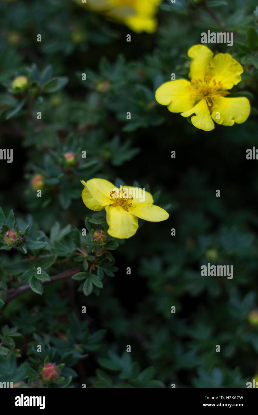 Yellow flower Dasiphora fruticosa. Potentilla fruticosa flowers Stock