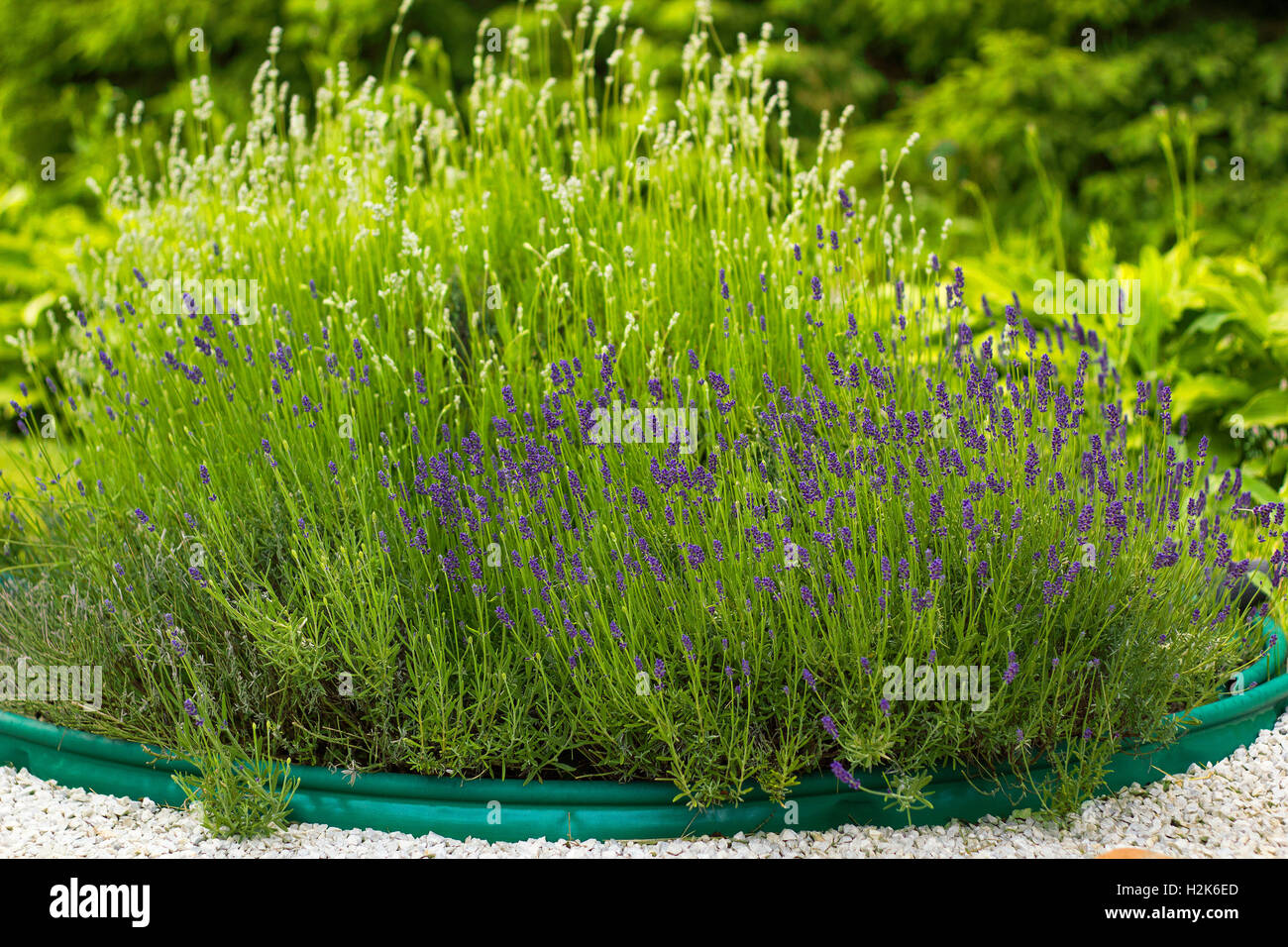 Flowers Lavender bush in pot on summer day in garden Stock Photo