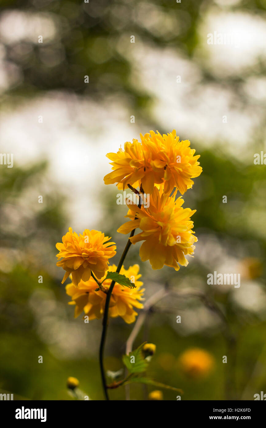 Yellow flowers bush Kerria japonica Stock Photo Alamy