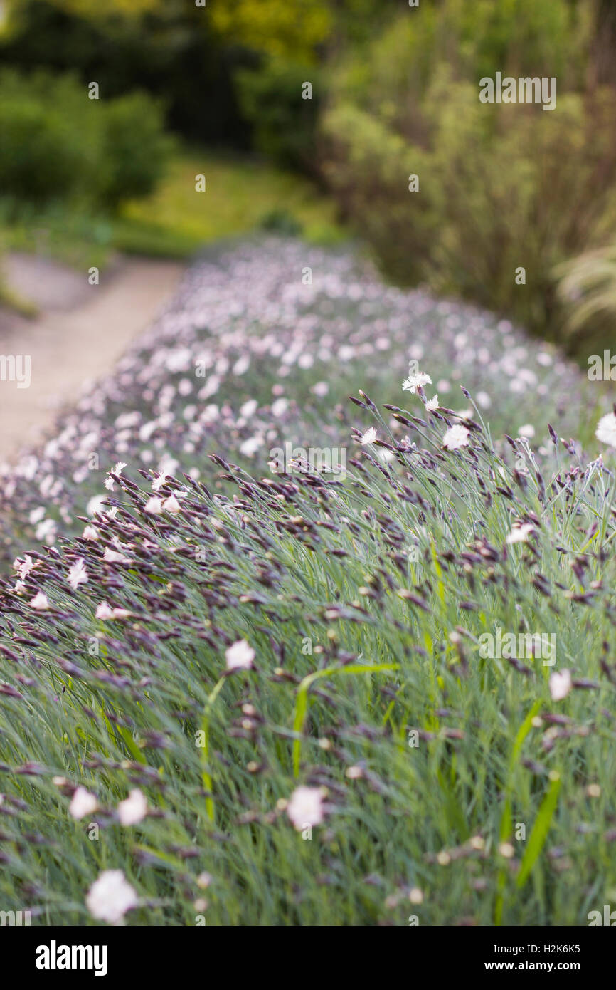 Dianthus deltoides flowers. Confetti White flowers Stock Photo