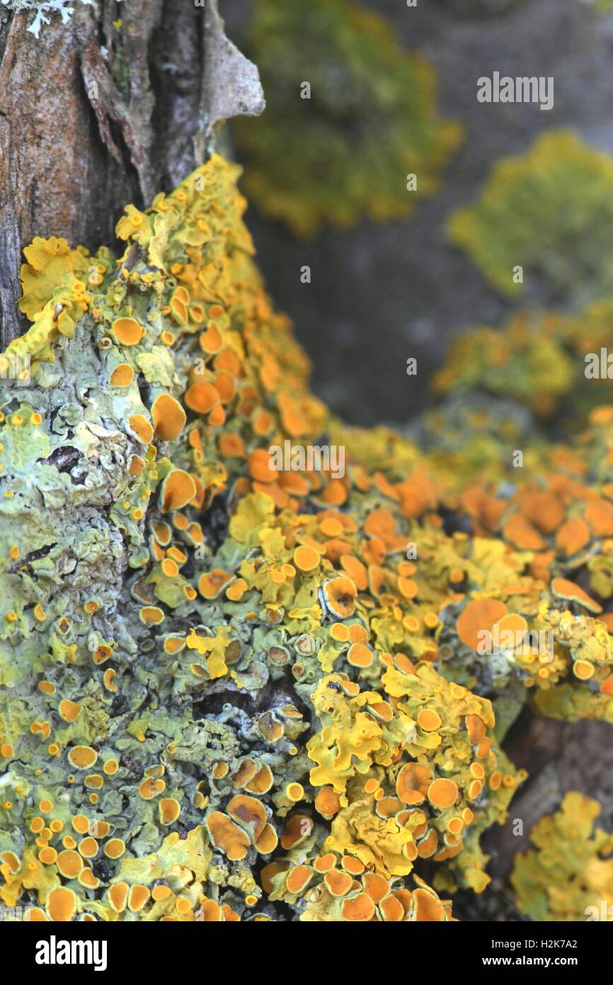 Common orange lichen known also as yellow scale, maritime sunburst lichen and shore lichen Stock