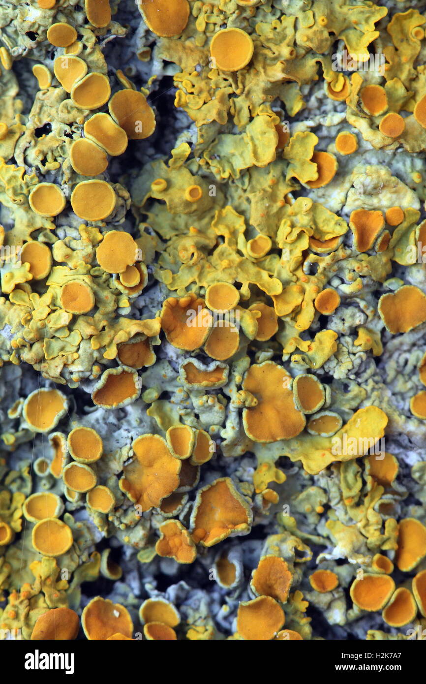 Orange lichen texture Stock Photo