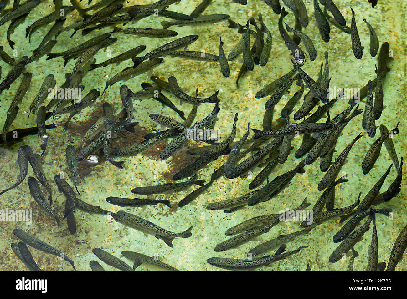 Trout farm at Ribeiro Frio. Young trouts are waiting for breeding in shallow pool Stock Photo