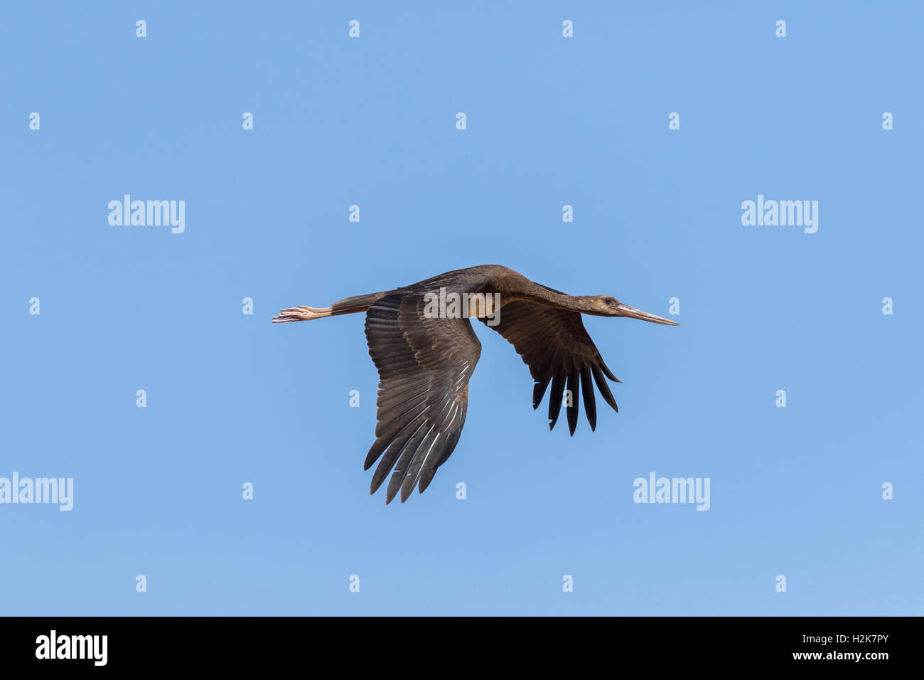 Single juvenile Black Stork Ciconia nigra in flight on migration against blue sky. Eilat, Israel Stock Photo