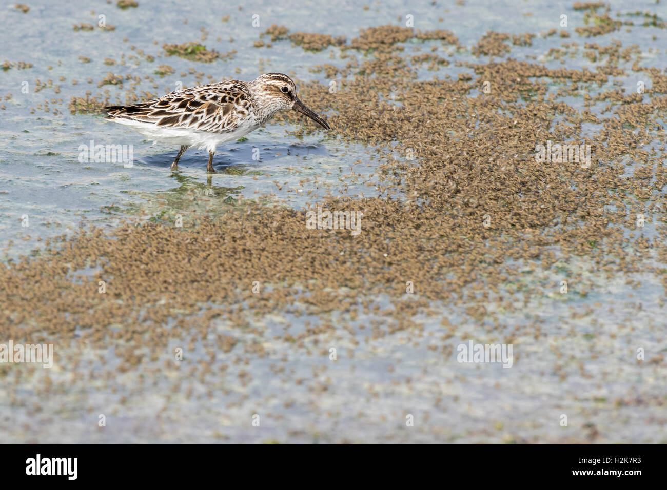 Israel Native Insects Insects Of Israel High Resolution Stock Photography and Images - Alamy