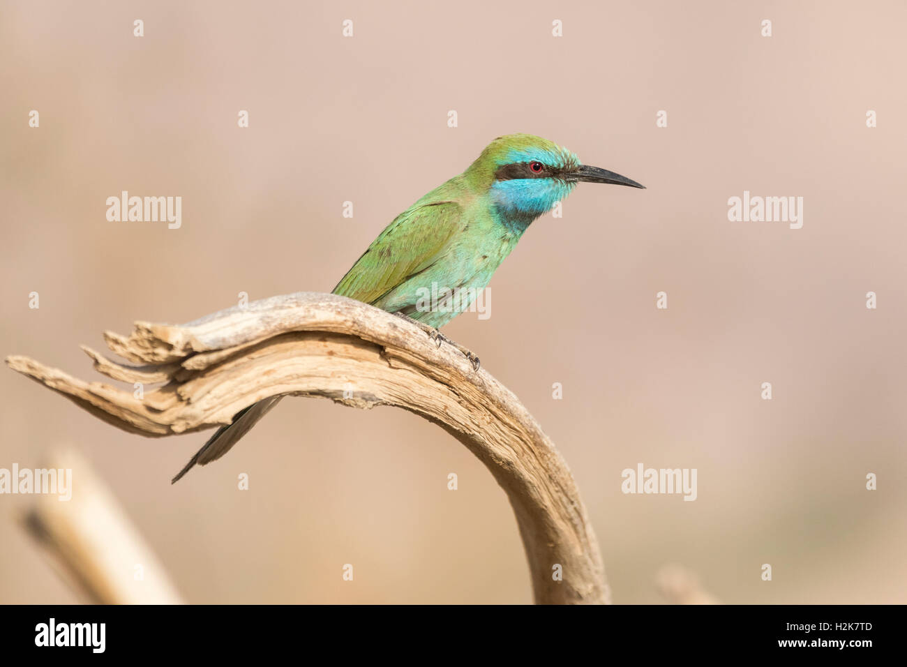 Little green bee eater israel hi-res stock photography and images - Alamy