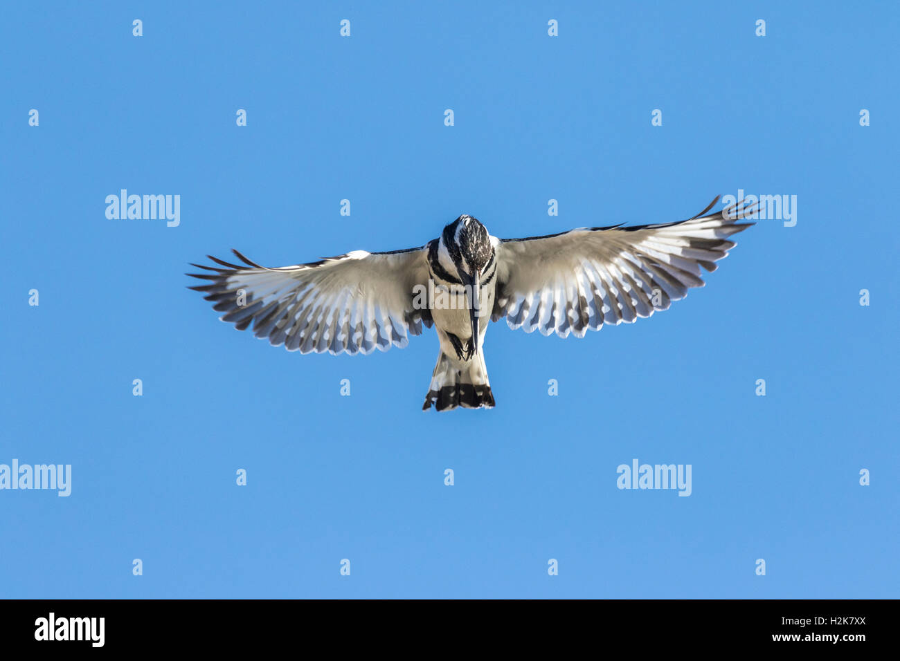Pied Kingfisher Ceryle rudis hovering against blue sky background, Eilat, Israel Stock Photo