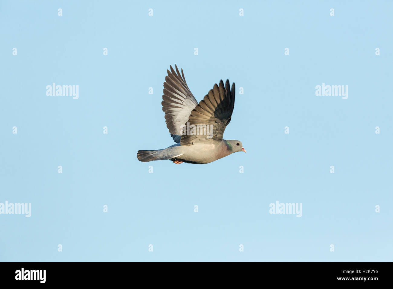 Single male Stock Dove Columba oenas in flight against blue sky Stock Photo