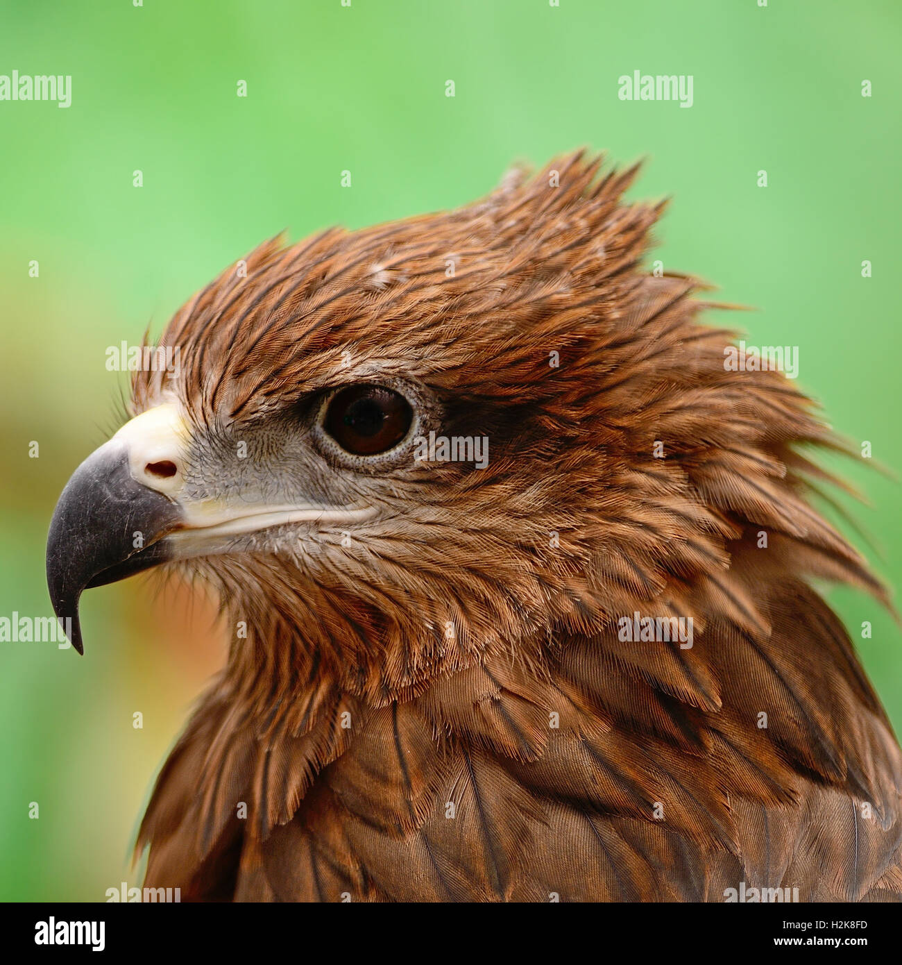 Black Kite Stock Photo