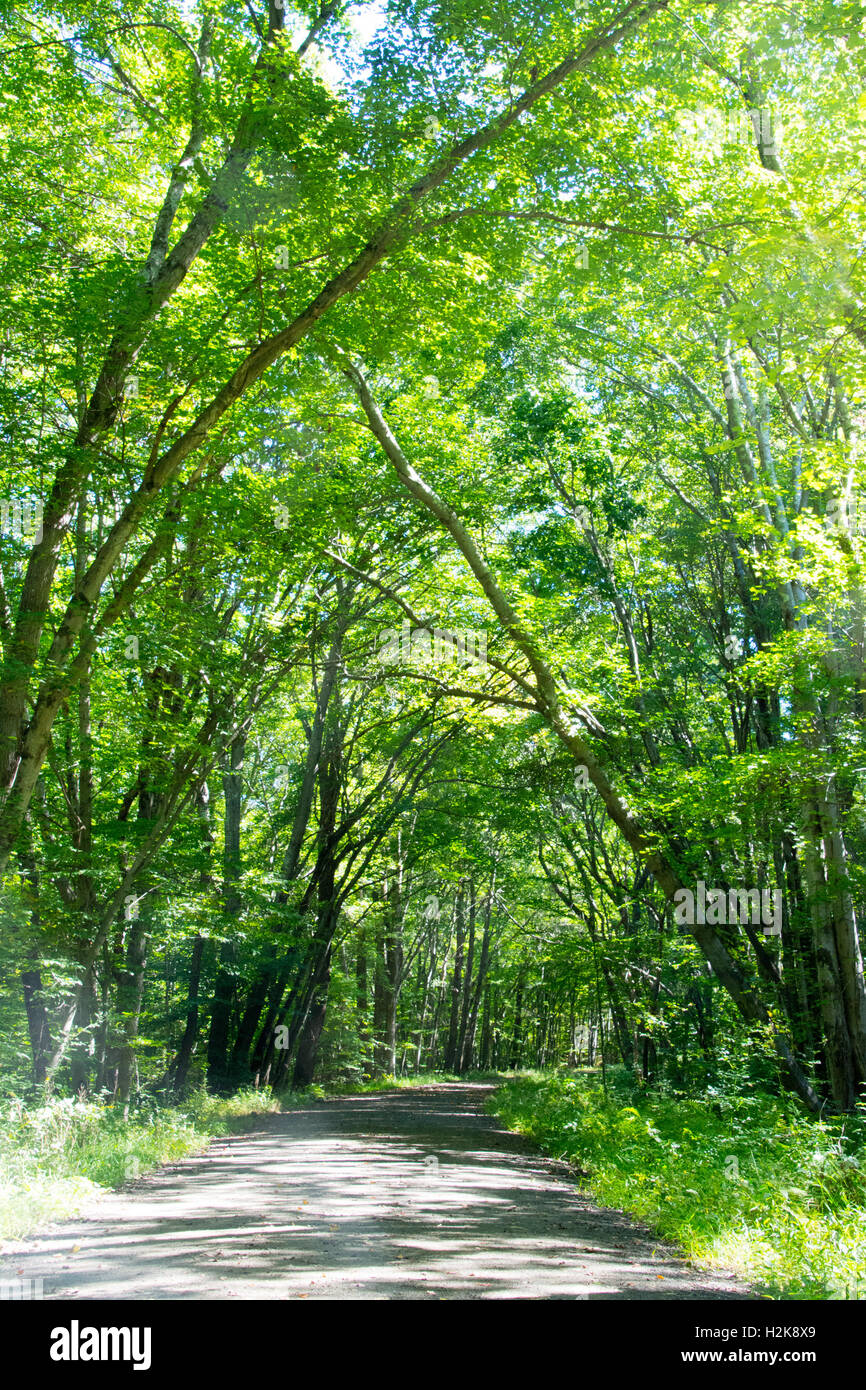 Forest path green trees hi-res stock photography and images - Alamy