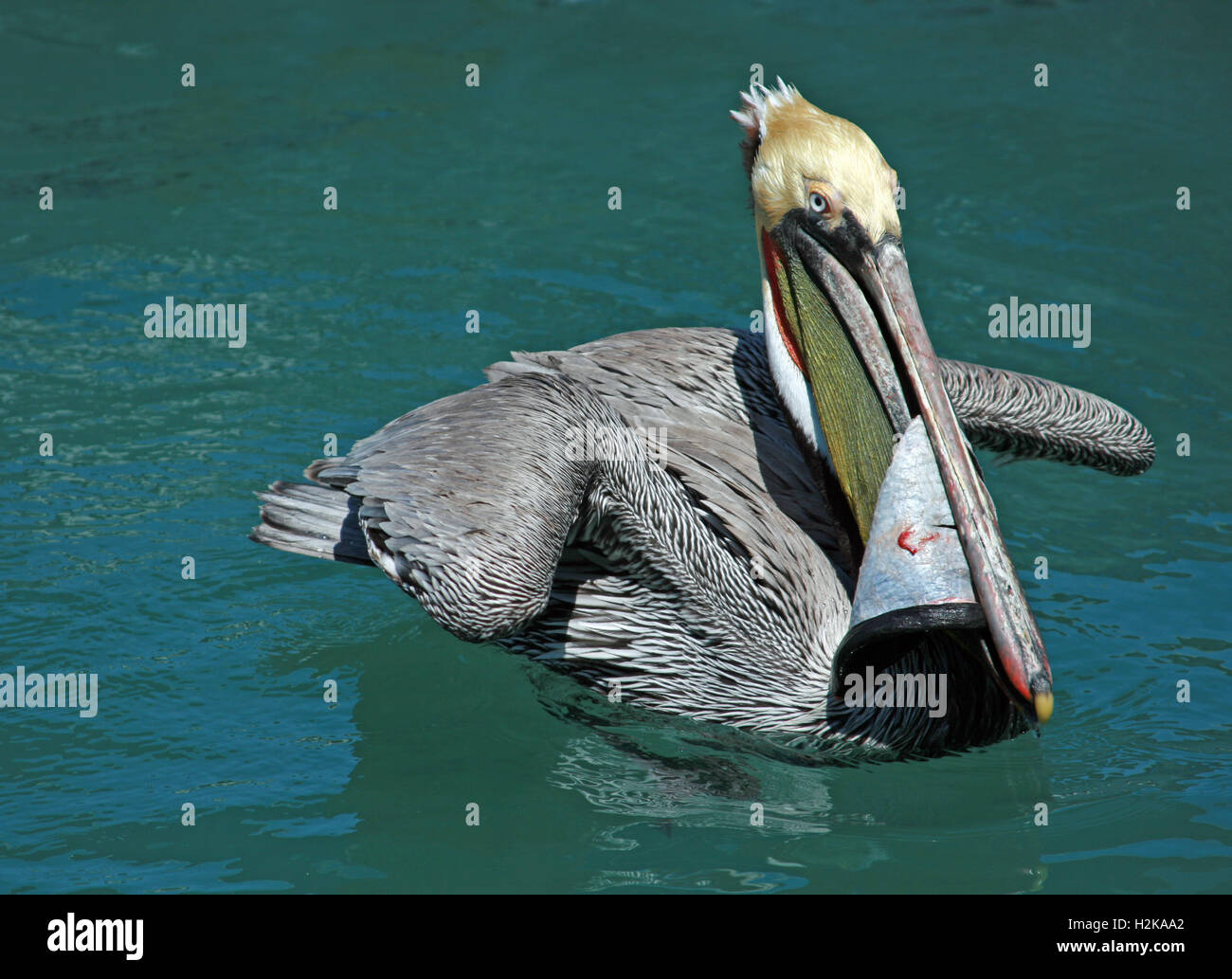 Male Pelican eating swordfish skin while swimming in the harbor of Cabo