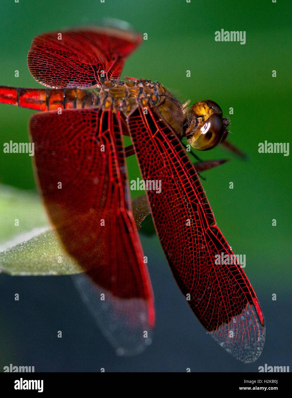 A close-up of a red dragonfly. Stock Photo