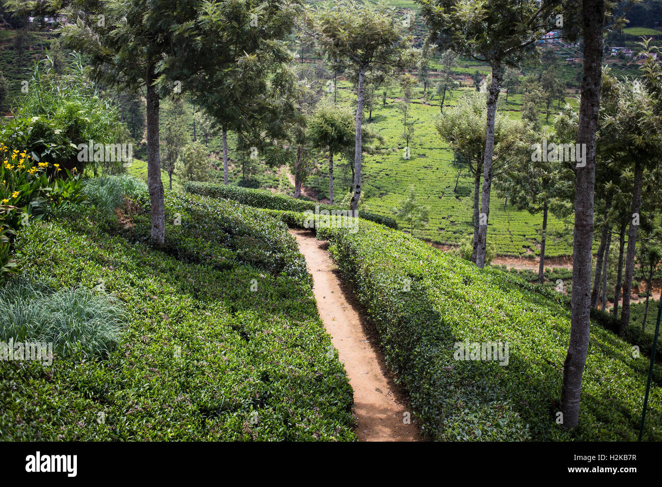 Rows of tea trees grow on the hillsides at Pedro Tea Plantation in