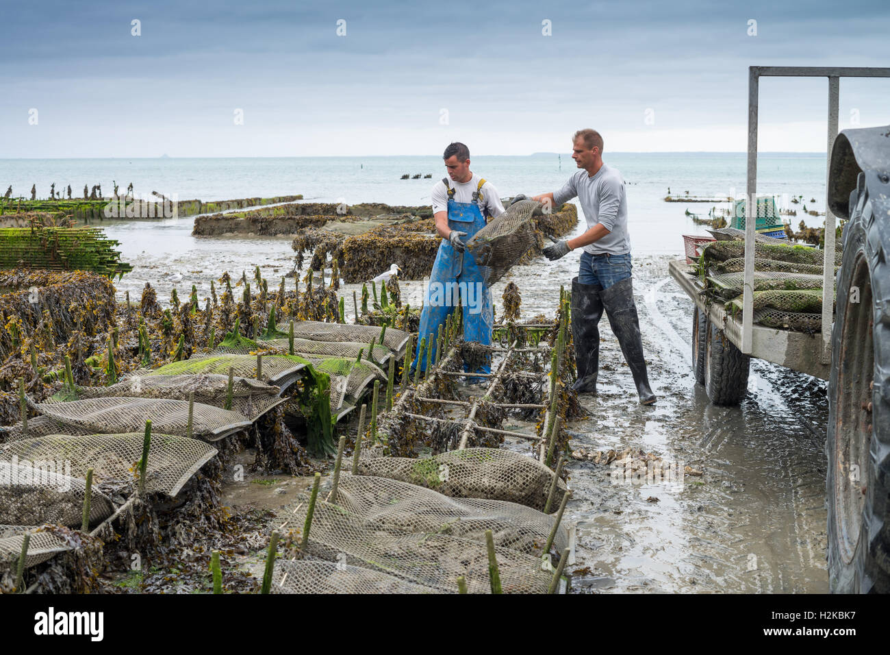 Breton oyster beds hi-res stock photography and images - Alamy