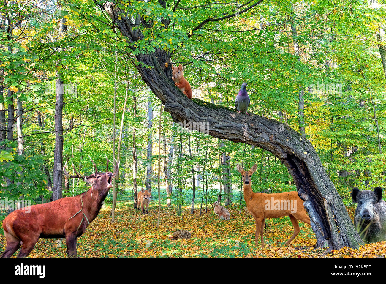 Forest full of animals Stock Photo