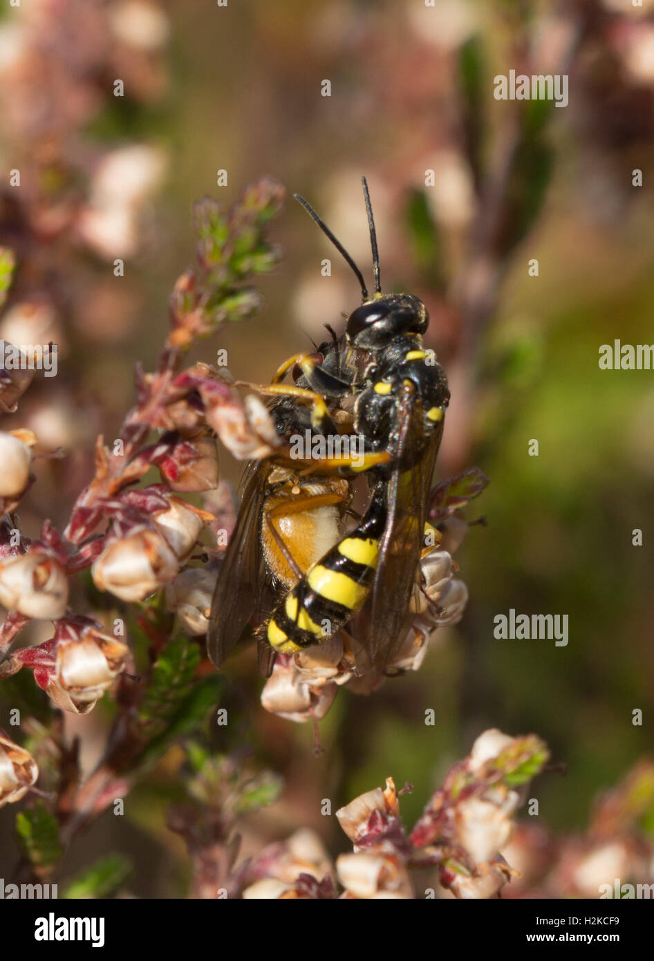 Beewolf wasp (genus Philanthus) catching insect prey on heather in Surrey, England Stock Photo