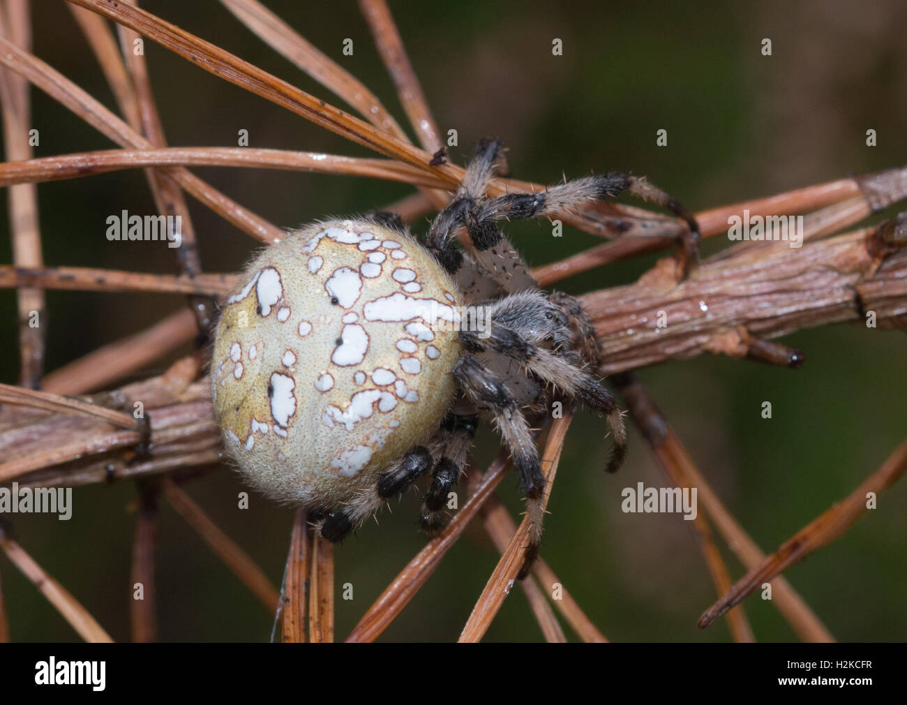 Female four-spot orb-weaver spider (Araneus quadratus), Surrey, England Stock Photo