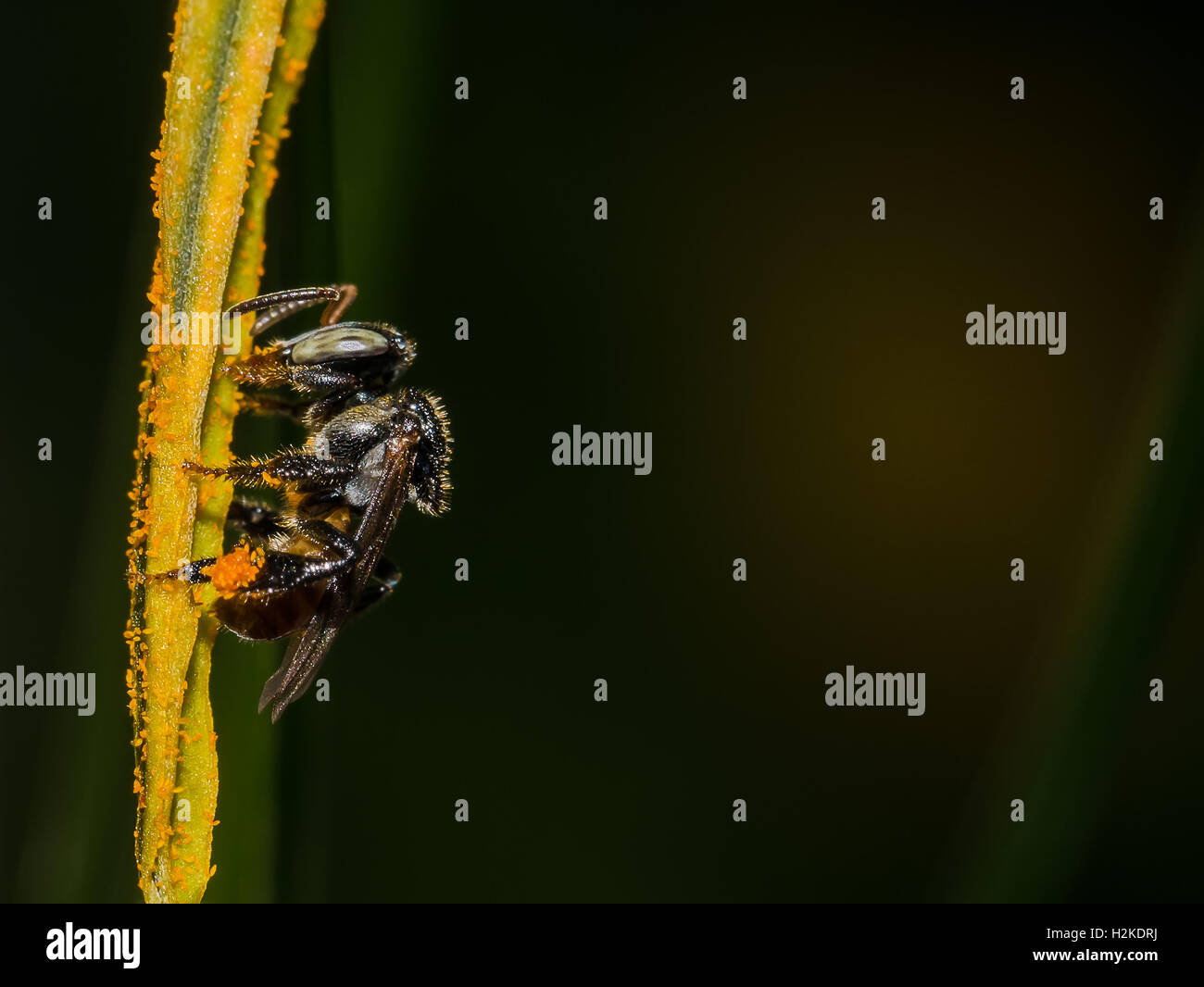 Stingless Bee on the pollen in the garden Stock Photo