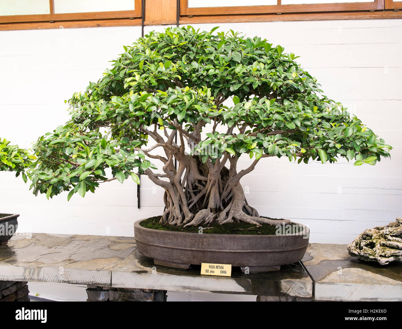 500 years old Ficus Retusa. Marbella bonsai museum. Málaga province, andalusia, Spain Stock Photo