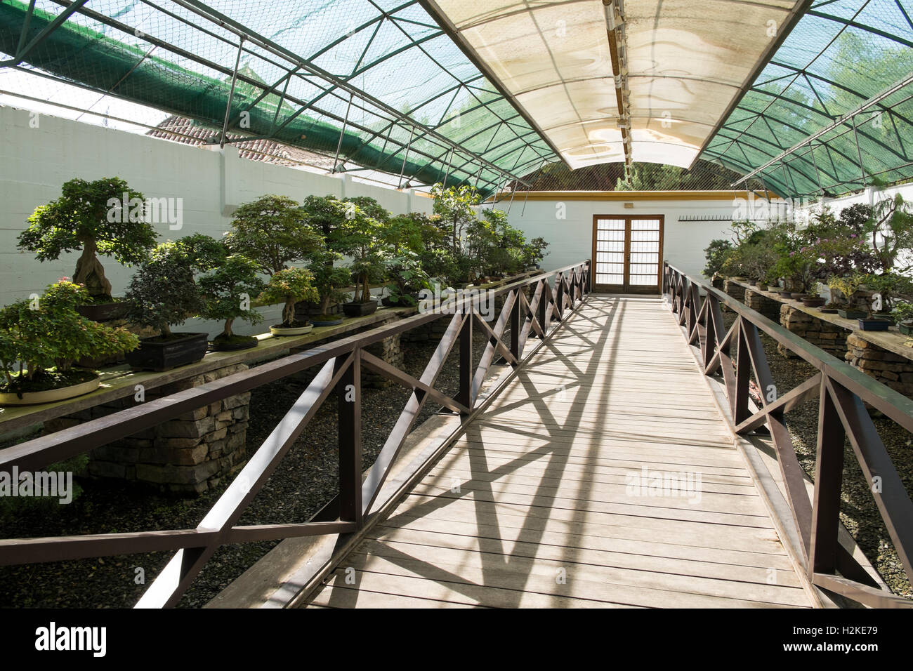 Marbella bonsai museum. Málaga province, andalusia, Spain Stock Photo