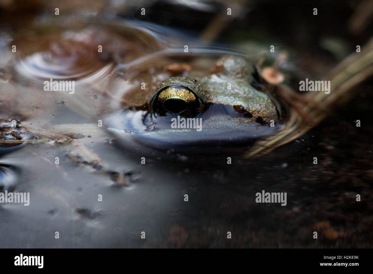 Frog Toad Green High Resolution Stock Photography and Images Alamy