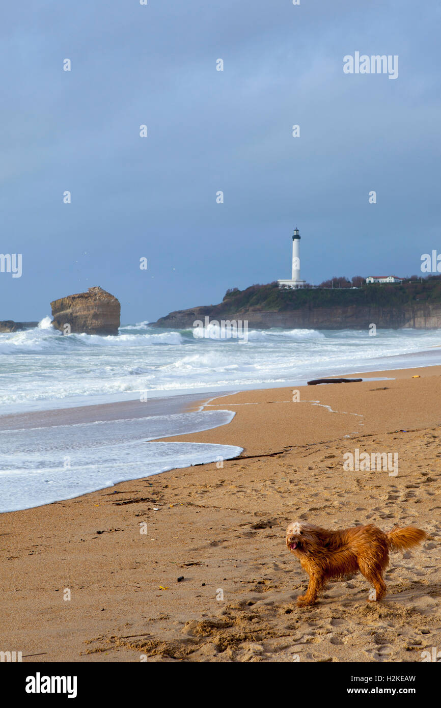 Grand chien hi-res stock photography and images - Alamy