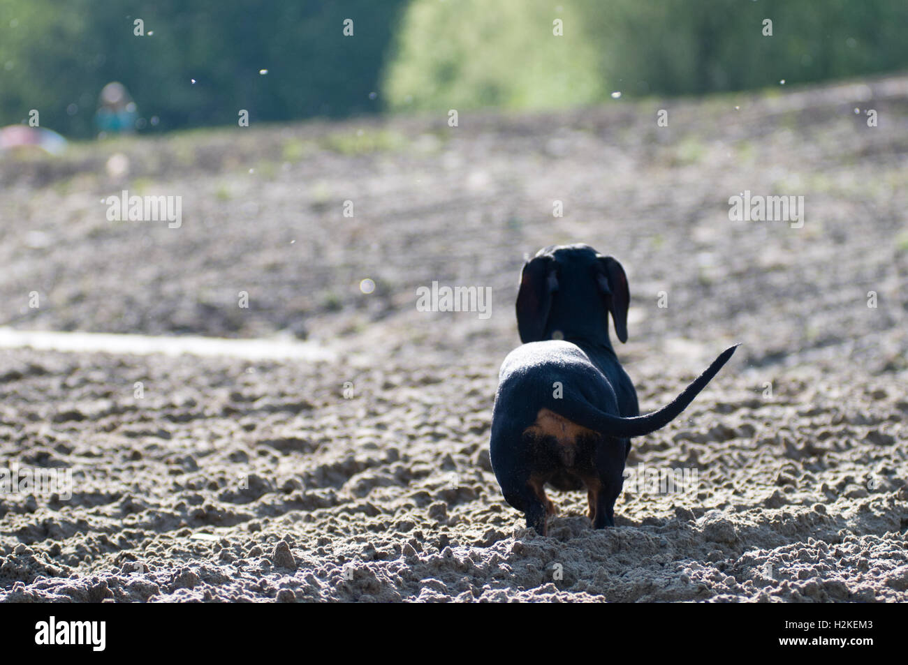 Dachshund portrait in summer on the beach Stock Photo Alamy