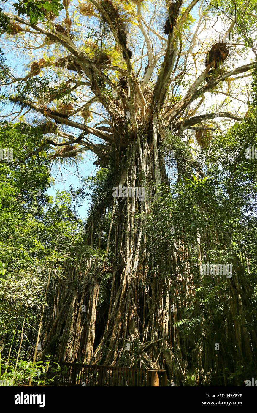 Massive Cathedral fig tree in Danbulla National Park, Queensland